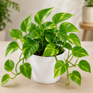 Money Plant