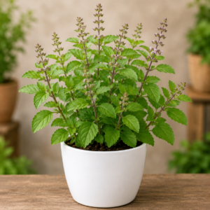 Tulsi